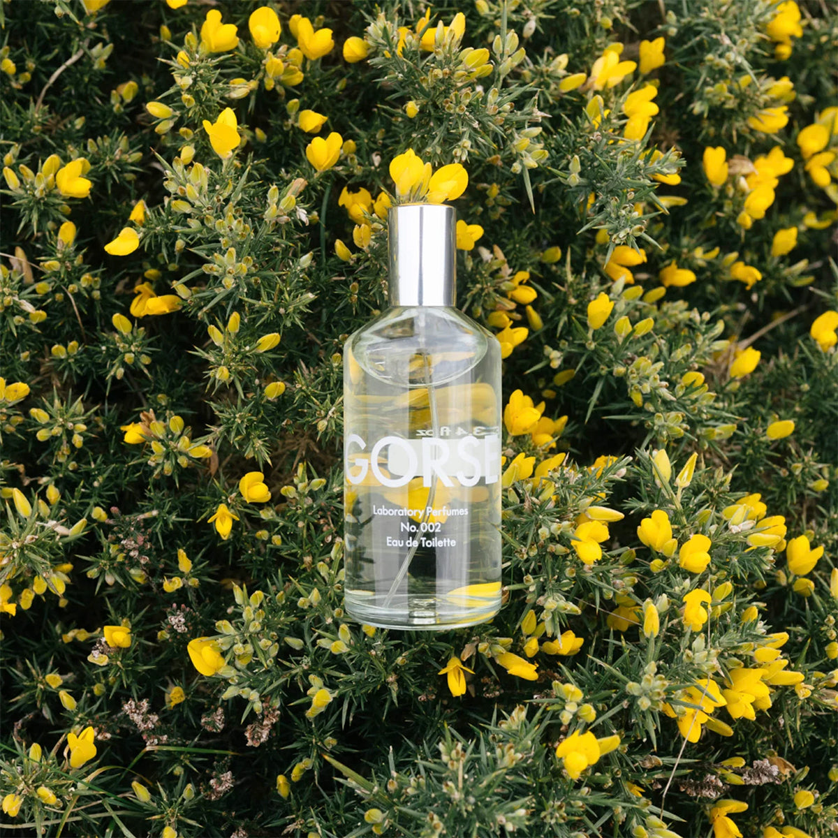 Eau de Toilette (100 ml) - Gorse